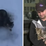 kendall diwisch uratowane koty