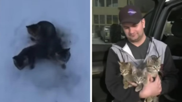 kendall diwisch uratowane koty