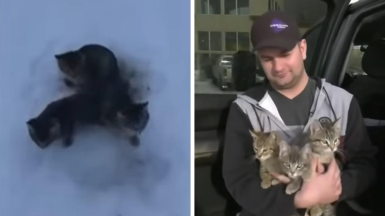 kendall diwisch uratowane koty