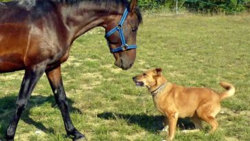 pies i koń, zakątek weteranów