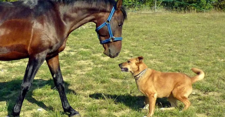 pies i koń, zakątek weteranów