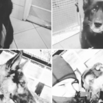 veoila psy policyjne awaria rury cieplowniczej