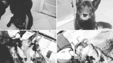 veoila psy policyjne awaria rury cieplowniczej