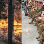 australijskie wojsko koala