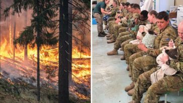 australijskie wojsko koala