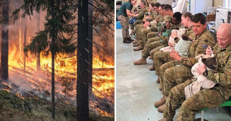 australijskie wojsko koala