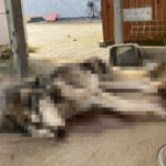 degeneratka zagłodzony pies lusia