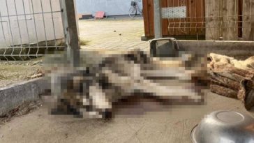 degeneratka zagłodzony pies lusia