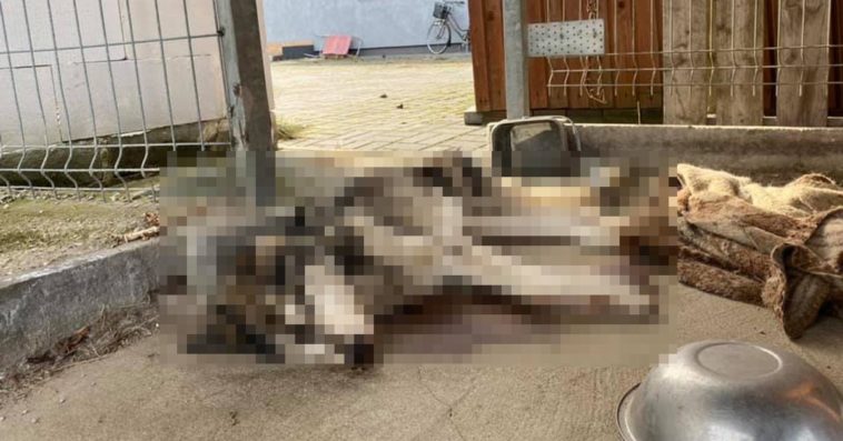 degeneratka zagłodzony pies lusia