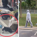 koronawirus zwierzęta