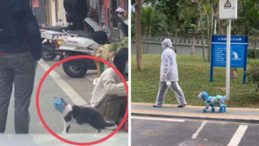 koronawirus zwierzęta