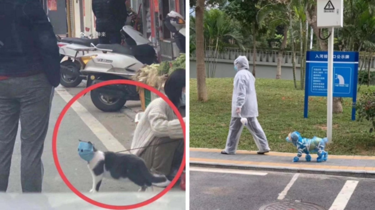 koronawirus zwierzęta