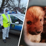 80 psów czerwonak poznań wielkopolskie akcja