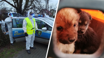 80 psów czerwonak poznań wielkopolskie akcja