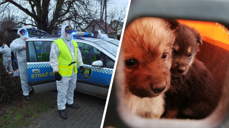 80 psów czerwonak poznań wielkopolskie akcja