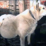 pies z guzem wielkości dyni