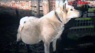 pies z guzem wielkości dyni