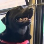 pies autobus seattle