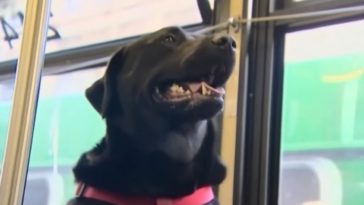 pies autobus seattle