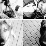 policja psy awaria rury