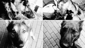 policja psy awaria rury