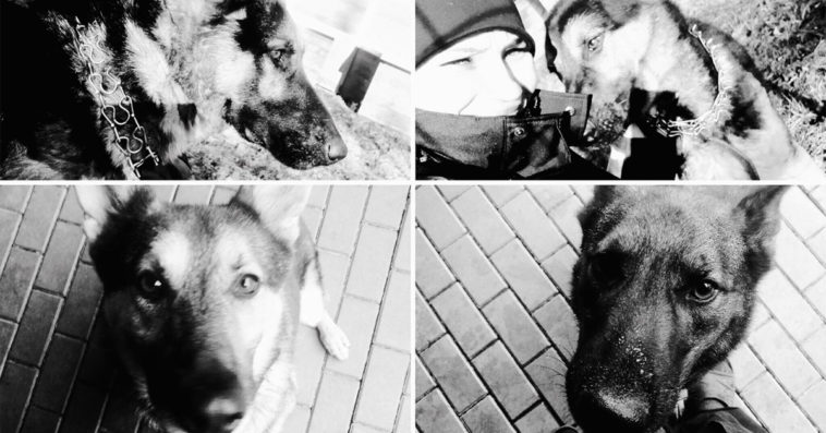 policja psy awaria rury