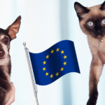 obowiązkowa rejestracja psów i kotów