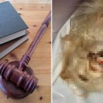 skatowana suczka łukasz p. wałbrzych