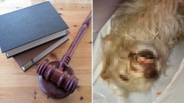 skatowana suczka łukasz p. wałbrzych