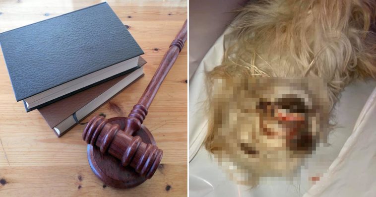 skatowana suczka łukasz p. wałbrzych