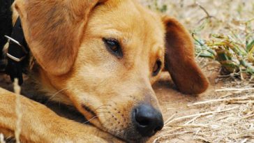 wyrzucił psa z dziewiątego piętra