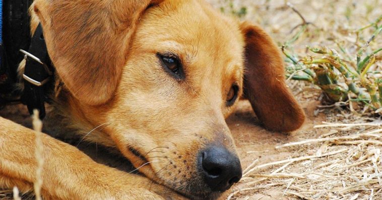 wyrzucił psa z dziewiątego piętra