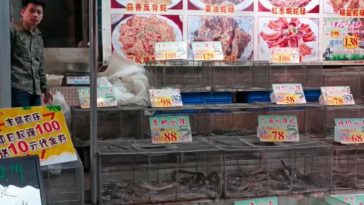 zakaz jedzenia dzikich zwierząt w chinach