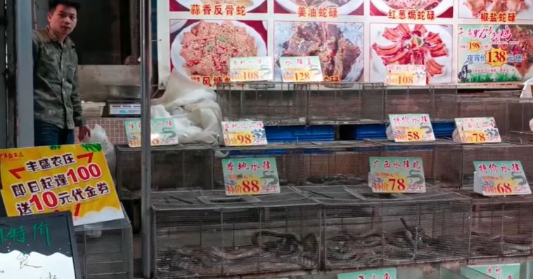 zakaz jedzenia dzikich zwierząt w chinach
