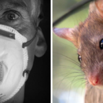 hantawirus chiny epidemia koronawirus