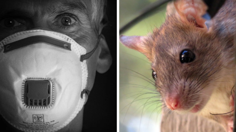 hantawirus chiny epidemia koronawirus