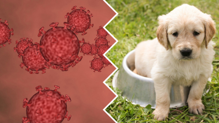 koronawirus zabija zwierzęta