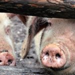 straż graniczna koronawirus w polsce transport świń krów