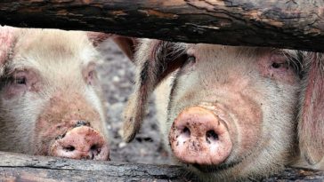 straż graniczna koronawirus w polsce transport świń krów