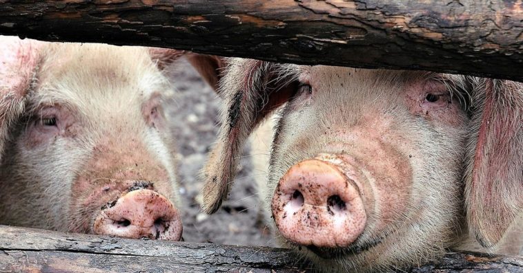 straż graniczna koronawirus w polsce transport świń krów
