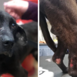 łapy związane taśmą klejącą