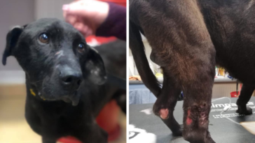 łapy związane taśmą klejącą