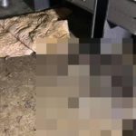 głodzone psy z głuszycy