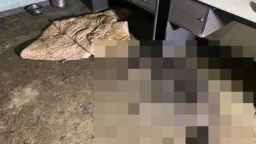 głodzone psy z głuszycy