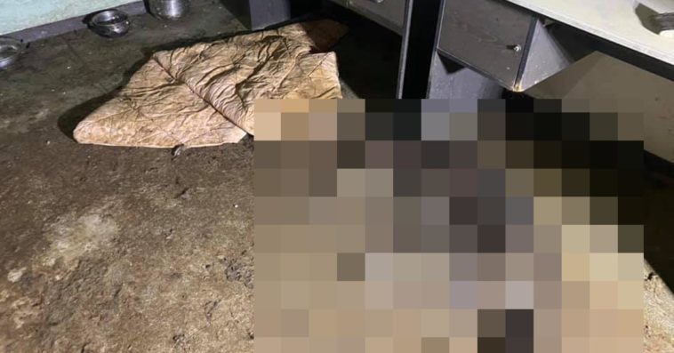 głodzone psy z głuszycy