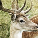 lasy państwowe jelenie nagranie kałuża susza