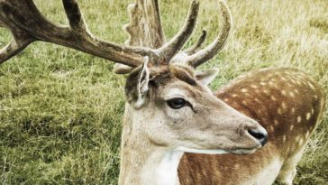 lasy państwowe jelenie nagranie kałuża susza