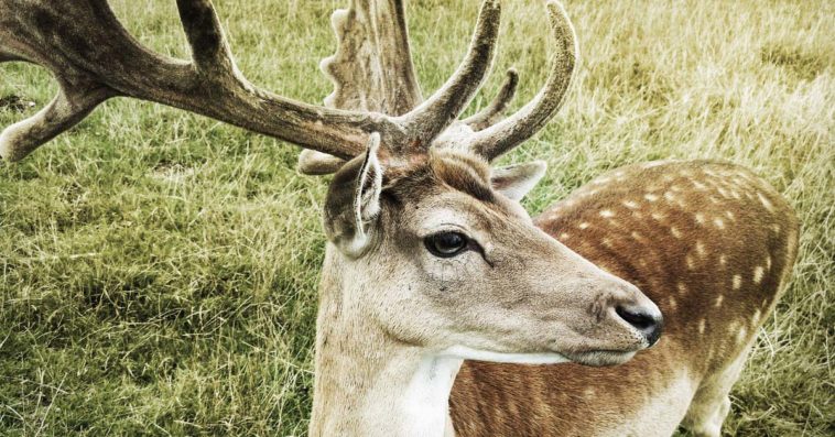 lasy państwowe jelenie nagranie kałuża susza