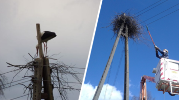 bocian podlaskie pge augustowski reporter