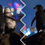 przytulone pingwiny tobias baumgaertner wojciechowska